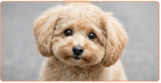 大きく写した犬